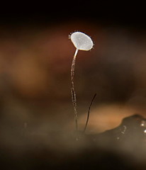 Gloiocephala