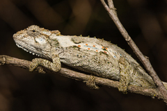 Bradypodion ventrale