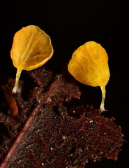Gloiocephala lutea