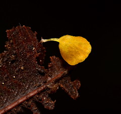 Gloiocephala lutea