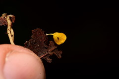 Gloiocephala lutea