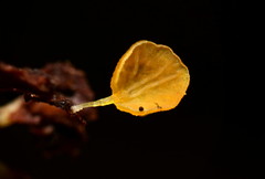 Gloiocephala lutea
