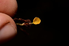 Gloiocephala lutea