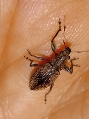 Naupactus versatilis