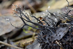 Xylaria apeibae