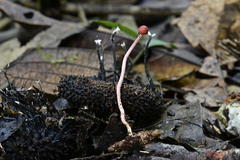 Xylaria apeibae