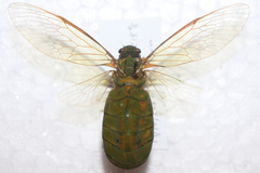 Glaucopsaltria viridis