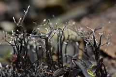 Xylaria apeibae