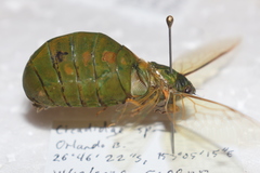 Glaucopsaltria viridis