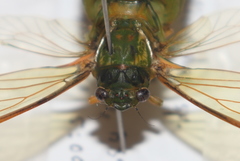 Glaucopsaltria viridis