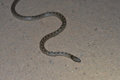 Hypsiglena ochrorhynchus klauberi