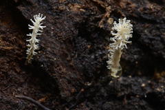 Xylaria penicilliopsis