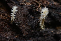 Xylaria penicilliopsis