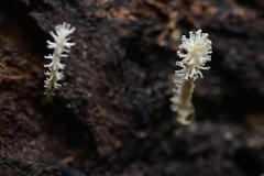 Xylaria penicilliopsis