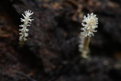 Xylaria penicilliopsis