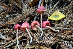 Entoloma subrubineum
