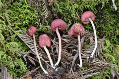 Entoloma subrubineum