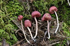 Entoloma subrubineum