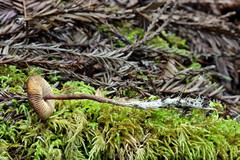 Pseudobaeospora stevensii