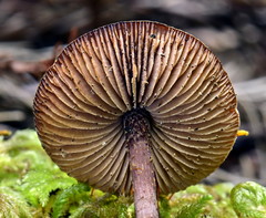 Pseudobaeospora stevensii