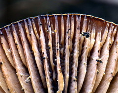 Pseudobaeospora stevensii