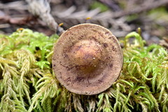 Pseudobaeospora stevensii