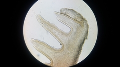 Pseudobaeospora stevensii
