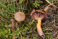 Chroogomphus mediterraneus