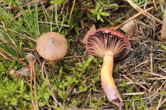 Chroogomphus mediterraneus