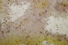 Chroogomphus mediterraneus