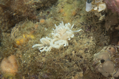 Phyllodesmium