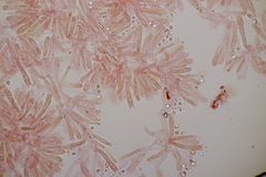 Tricholoma albobrunneum