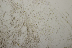 Chroogomphus mediterraneus