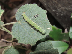 Xanthodes transversa