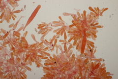 Chroogomphus mediterraneus