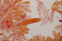 Chroogomphus mediterraneus