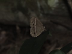 Mycalesis gotama nanda