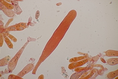 Chroogomphus mediterraneus