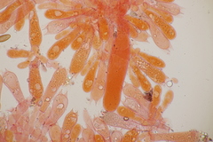 Chroogomphus mediterraneus