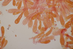 Chroogomphus mediterraneus