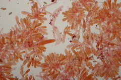 Chroogomphus mediterraneus