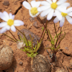 Brachyscome lineariloba