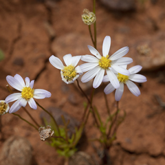 Brachyscome lineariloba