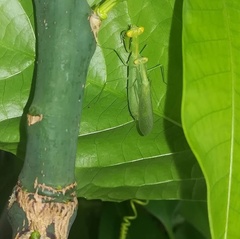 Nilomantis floweri