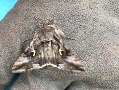 Autographa gamma