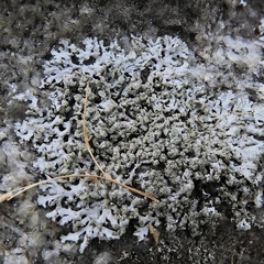 Physcia dubia