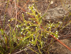 Phylica humilis