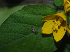 Stephanitis pyrioides