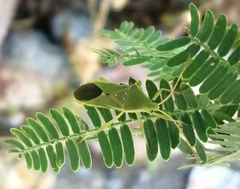 Discogastrini