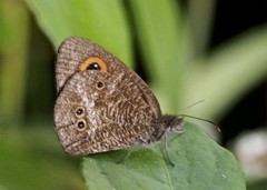 Strabena triophthalma